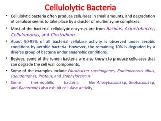 Cellulolytic Bacteria
• Cellulolytic bacteria often produce cellulases in small amounts, and degradation
of cellulose seems to take place by a cluster of multienzyme complexes.
• Most of the bacterial cellulolytic enzymes are from Bacillus, Acinetobacter,
Cellulomonas, and Clostridium.
• About 90-95% of all bacterial cellulase activity is observed under aerobic
conditions by aerobic bacteria. However, the remaining 10% is degraded by a
diverse group of bacteria under anaerobic conditions.
• Besides, some of the rumen bacteria are also known to produce cellulases that
can degrade the cell wall components.
• Some of the examples include Fibrobacter succinogenes, Ruminococcus albus,
Pseudomonas, Proteus, and Staphylococcus.
• Some thermophilic bacteria like Anoxybacillus sp, Geobacillus sp,
and Bacteroides also exhibit cellulase activity.
 