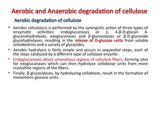 Aerobic and Anaerobic degradation of cellulose
Aerobic degradation of cellulose
• Aerobic cellulolysis is performed by the synergistic action of three types of
enzymatic activities: endoglucanases or 1, 4-β-D-glucan 4-
glucanohydrolases, exoglucanases and β-glucosidases or β-D-glucoside
glucohydrolases, resulting in the release of D-glucose units from soluble
cellodextrins and a variety of glycosides.
• Aerobic hydrolysis is fairly simple and occurs in sequential steps, each of
the steps catalyzed by a different type of cellulase enzyme.
• Endoglucanases attack amorphous regions of cellulose fibers, forming sites
for exoglucanases which can then hydrolyze cellobiose units from more
crystalline regions of the fibers.
• Finally, β-glucosidases, by hydrolyzing cellobiose, result in the formation of
monomeric glucose units.
 