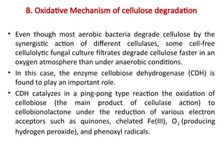 B. Oxidative Mechanism of cellulose degradation
• Even though most aerobic bacteria degrade cellulose by the
synergistic action of different cellulases, some cell-free
cellulolytic fungal culture filtrates degrade cellulose faster in an
oxygen atmosphere than under anaerobic conditions.
• In this case, the enzyme cellobiose dehydrogenase (CDH) is
found to play an important role.
• CDH catalyzes in a ping-pong type reaction the oxidation of
cellobiose (the main product of cellulase action) to
cellobionolactone under the reduction of various electron
acceptors such as quinones, chelated Fe(III), O2 (producing
hydrogen peroxide), and phenoxyl radicals.
 