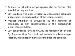 • Besides, the cellobiose dehydrogenase also has further roles
in cellulose degradation.
• CDH oxidizes free ends created by endo-acting cellulases
and prevents re-condensation of the cellulose chain.
• Product inhibition is prevented by the removal of
cellobiose, as high concentrations of this disaccharide
inhibit many cellulases.
• CDH can produce Fe2+
and H2O2 by the reduction of Fe3+
and
O2. Together they form hydroxyl radicals in a Fenton-type
reaction, which depolymerizes or modifies the cellulose
 