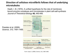 Direction of cellulose microfibrils follows that of underlying microtubules   From: Lloyd, C. (2006).  Science, 312, 1482-1483. Heath, I. B. (1974). A unified hypothesis for the role of membrane  bound enzyme complexes and microtubules in plant cell wall synthesis Journal of Theoretical Biology   48,  445-449. Paredez et al. (2006).  Science, 312 , 1491-1495. 