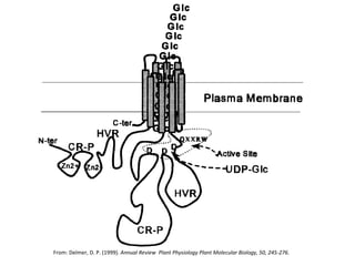 From: Delmer, D. P. (1999).  Annual Review  Plant Physiology Plant Molecular Biology, 50, 245-276.   