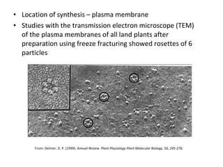 Location of synthesis – plasma membrane Studies with the transmission electron microscope (TEM) of the plasma membranes of all land plants after preparation using freeze fracturing showed rosettes of 6 particles  From: Delmer, D. P. (1999).  Annual Review  Plant Physiology Plant Molecular Biology, 50, 245-276.   