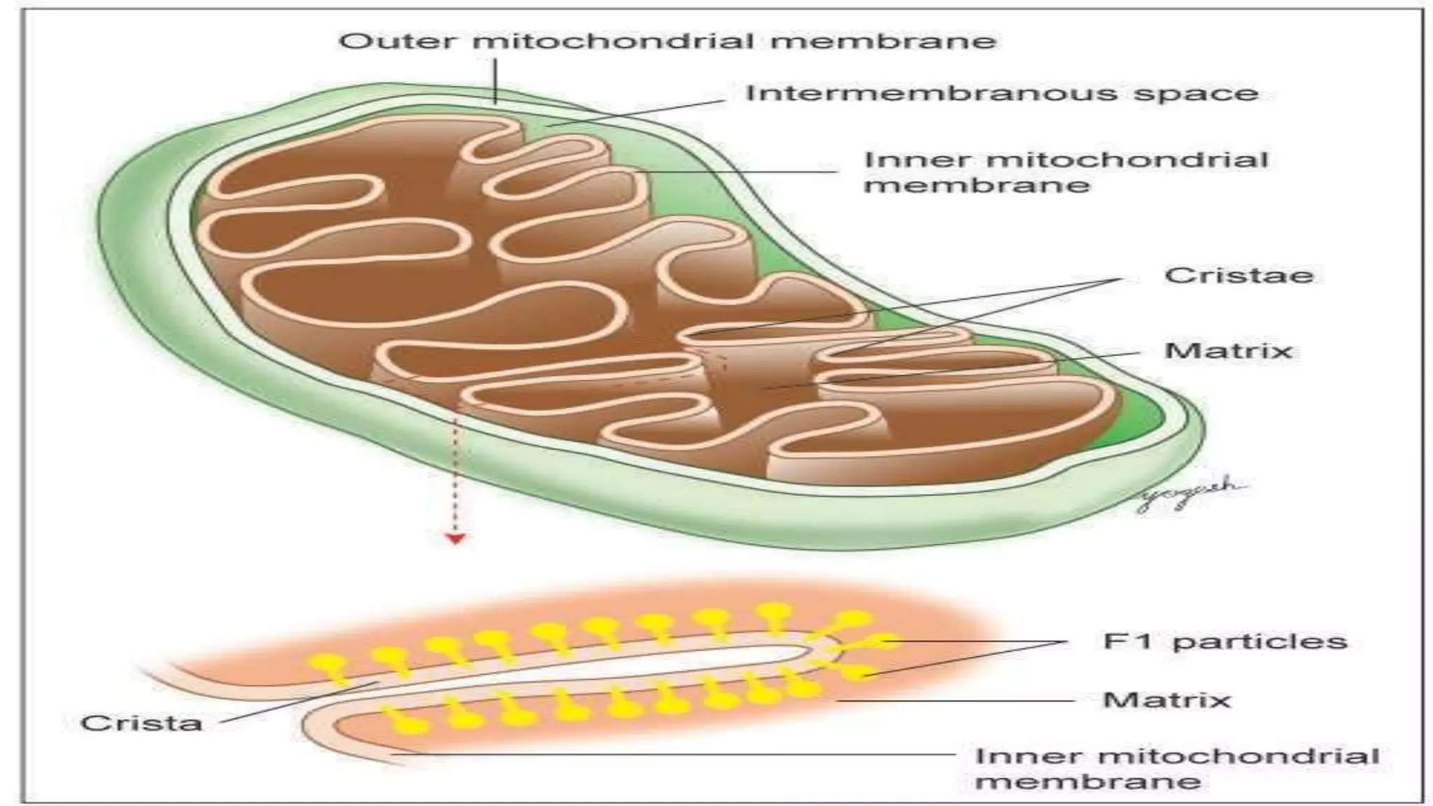 Cell Ultrastructure (1).pptx