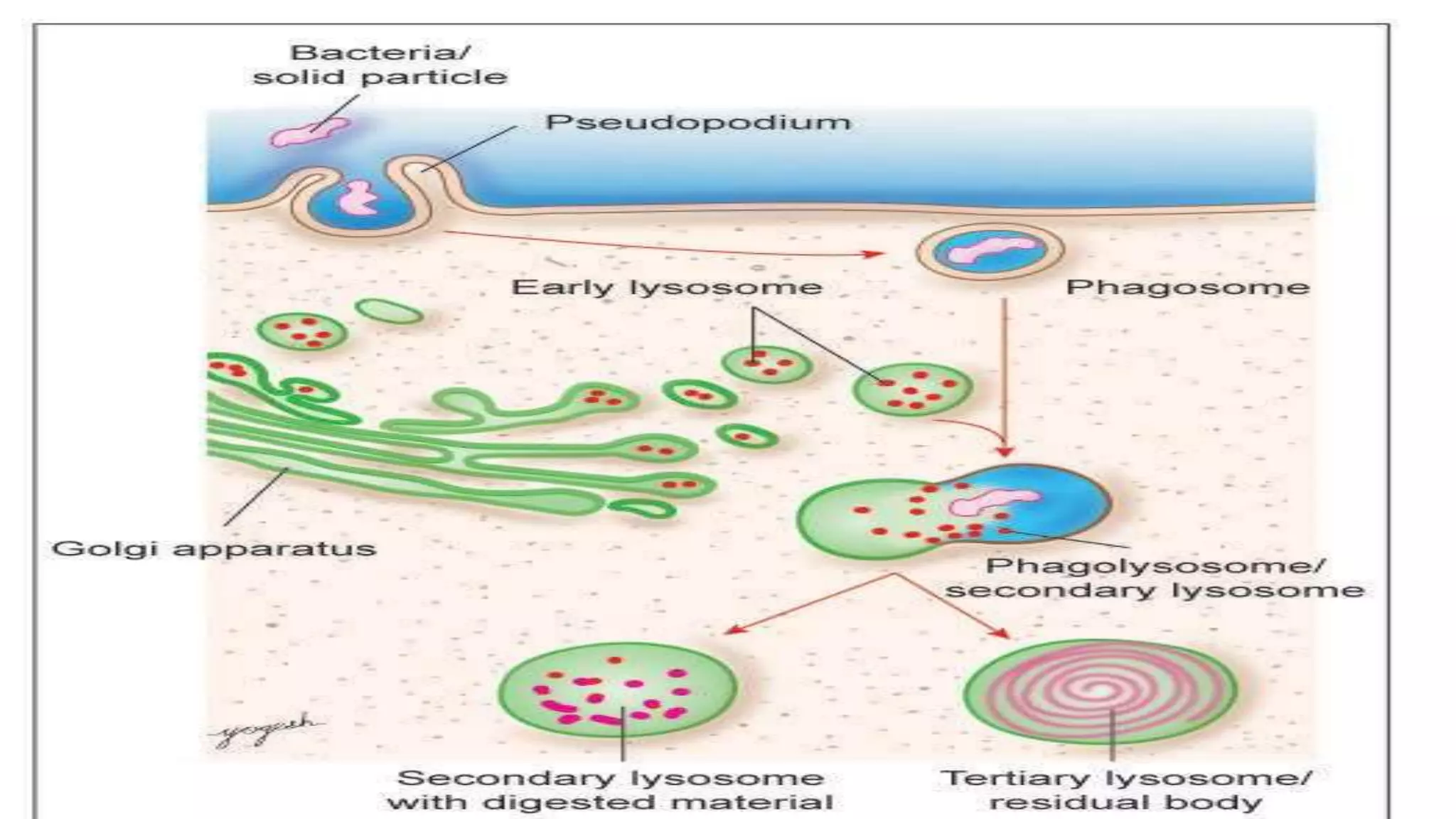 Cell Ultrastructure (1).pptx