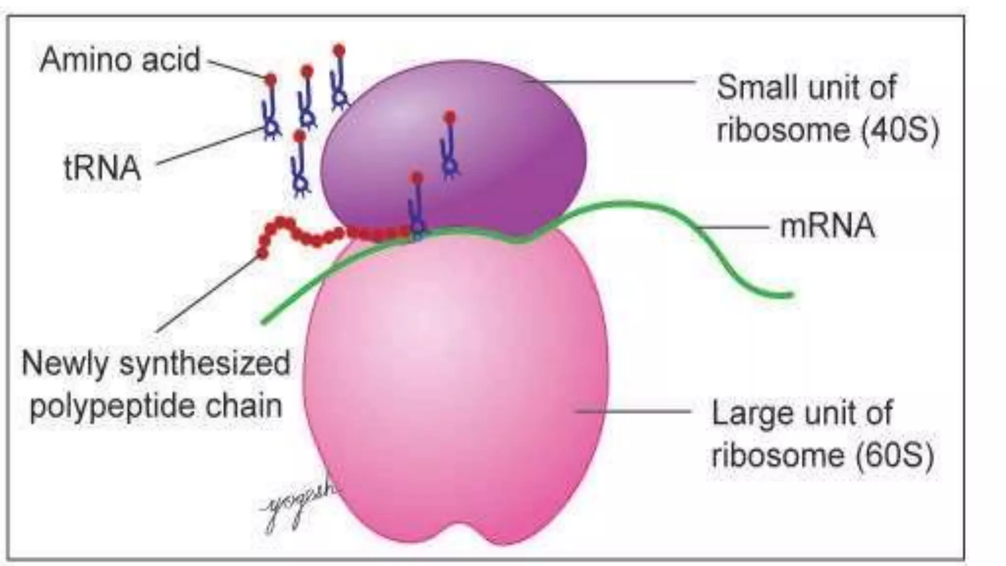 Cell Ultrastructure (1).pptx