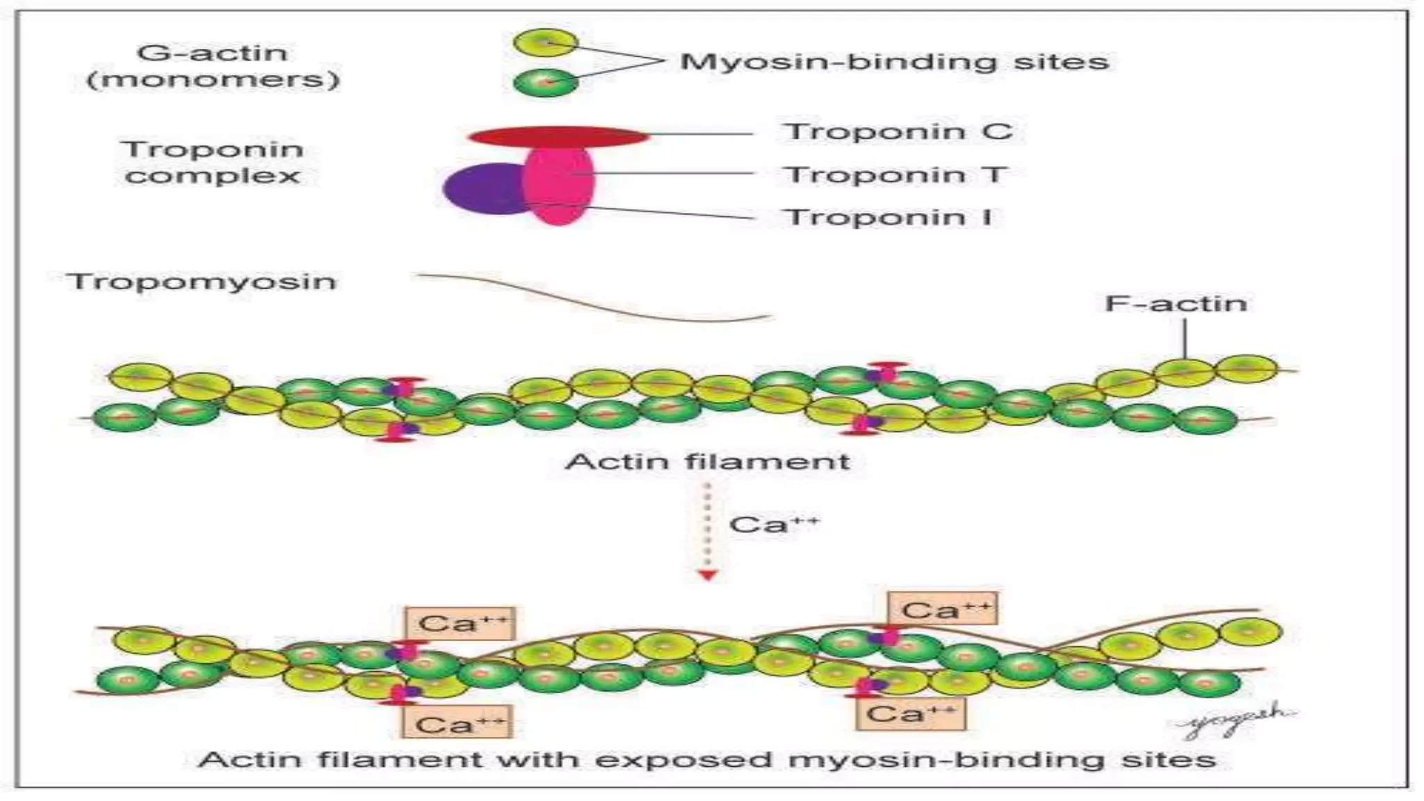 Cell Ultrastructure (1).pptx