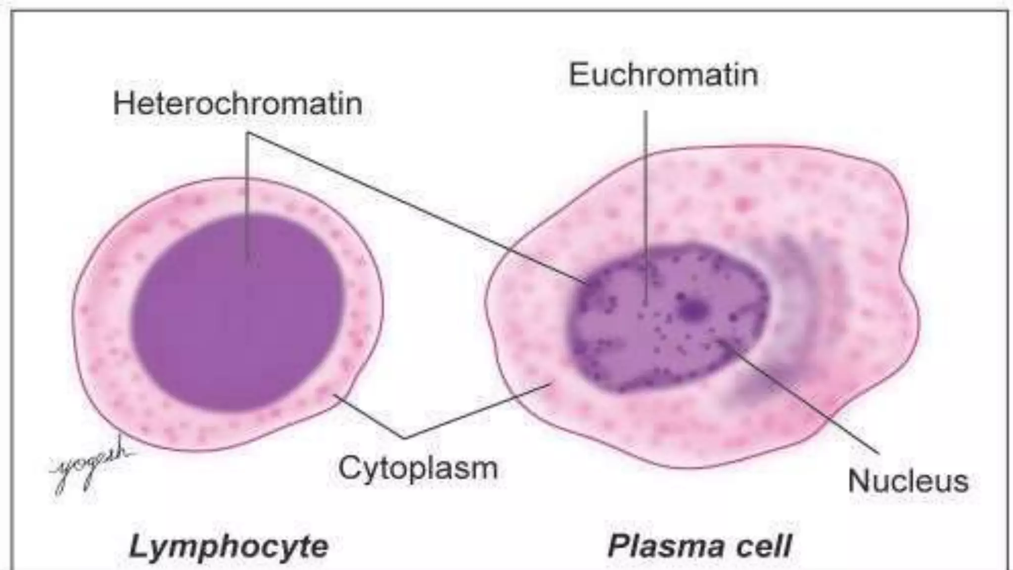Cell Ultrastructure (1).pptx