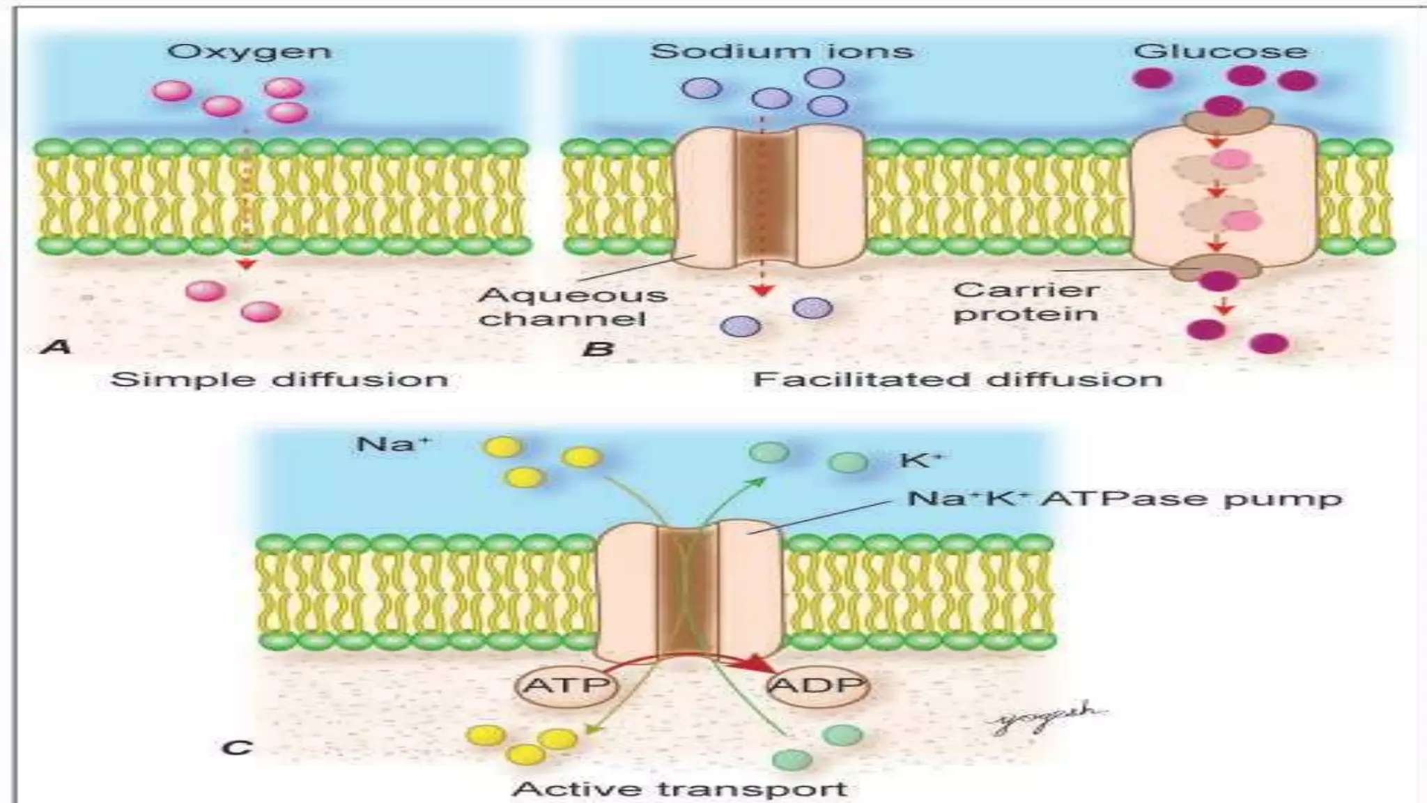 Cell Ultrastructure (1).pptx