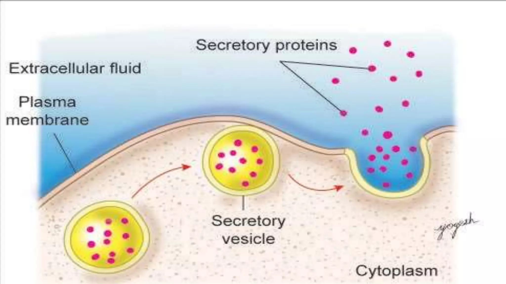Cell Ultrastructure (1).pptx