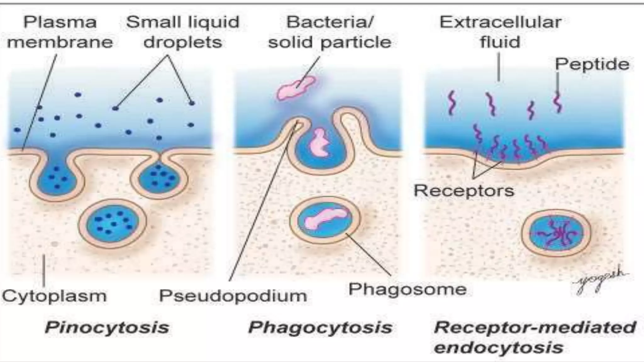 Cell Ultrastructure (1).pptx