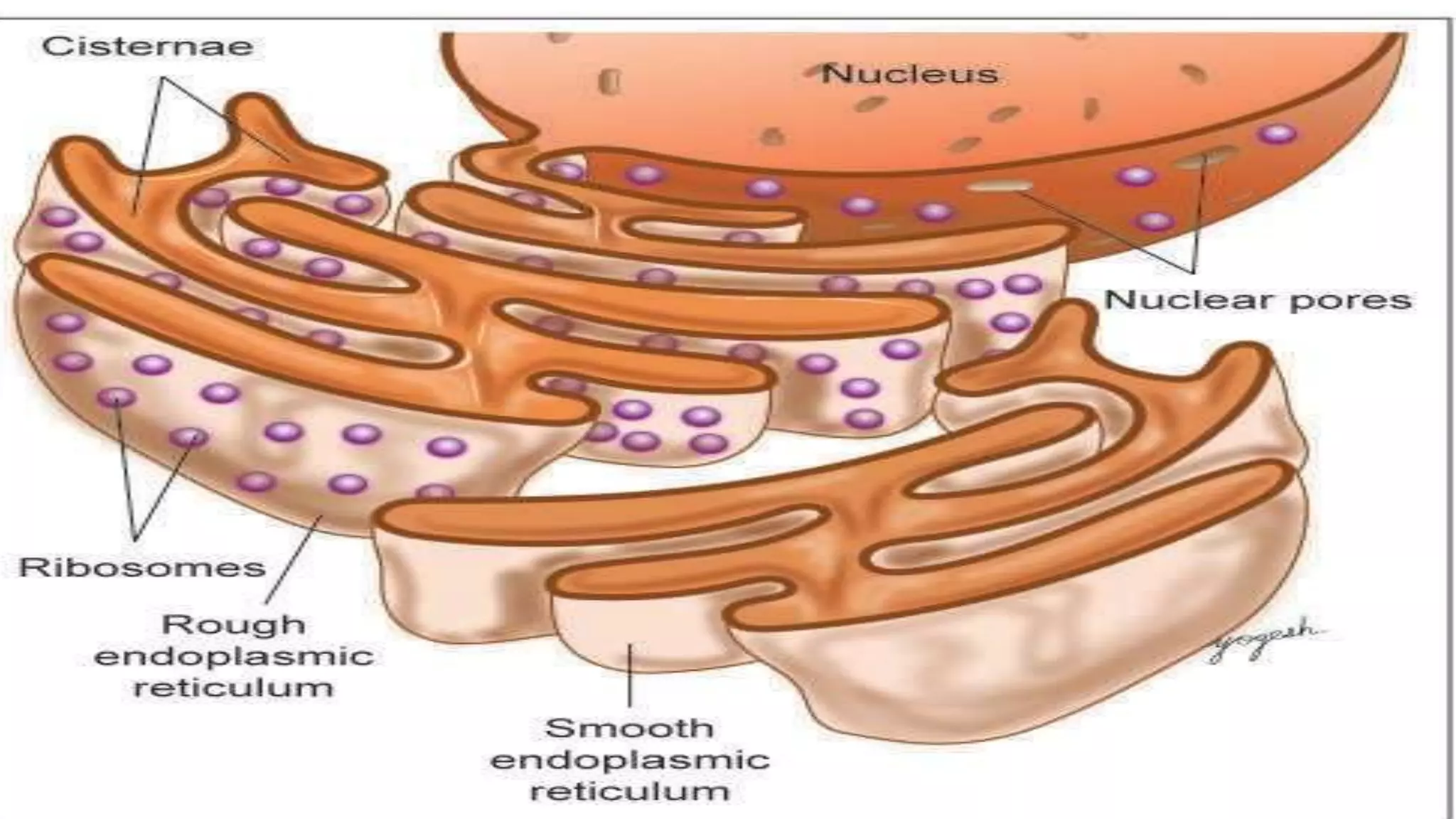 Cell Ultrastructure (1).pptx