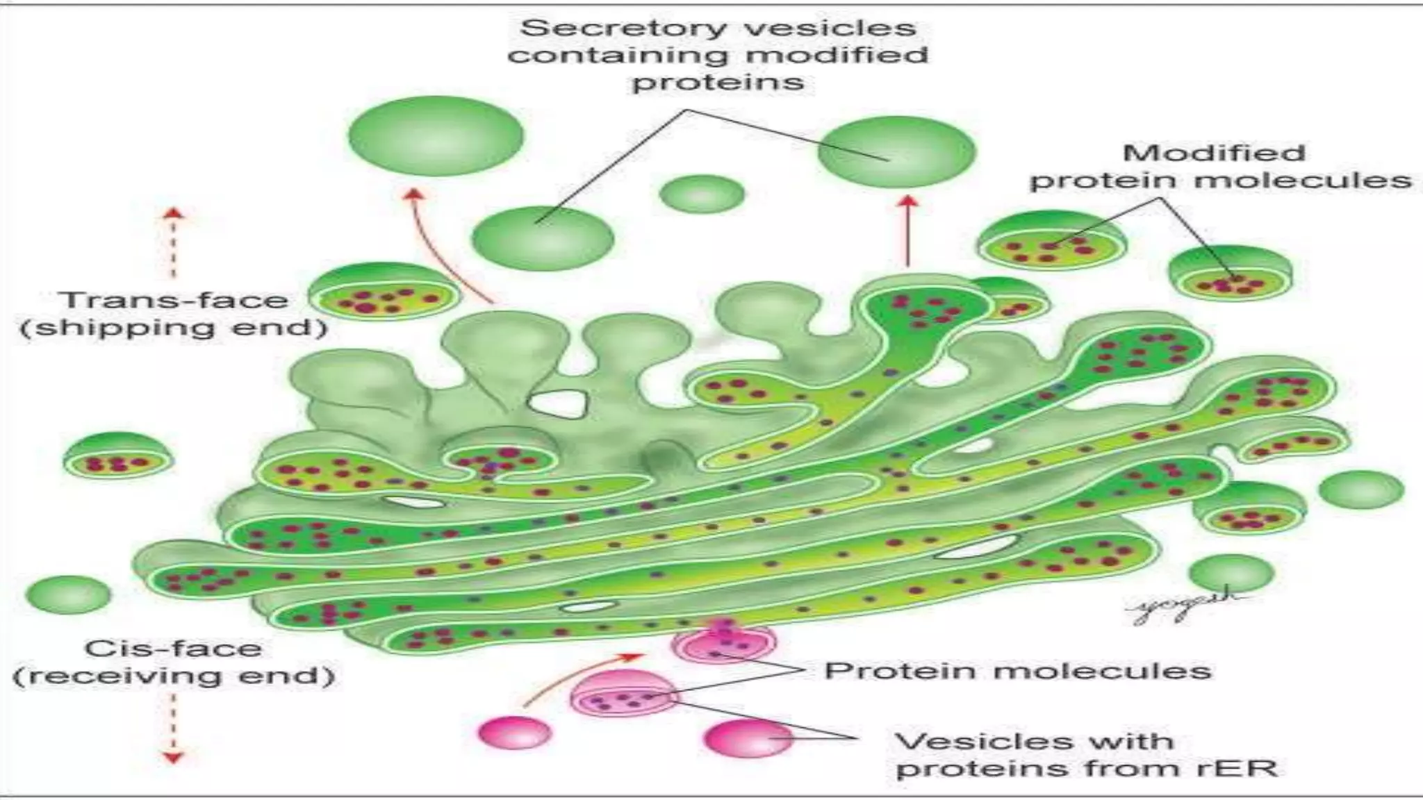 Cell Ultrastructure (1).pptx