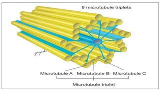 Cell Ultrastructure (1).pptx