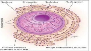 Cell Ultrastructure (1).pptx