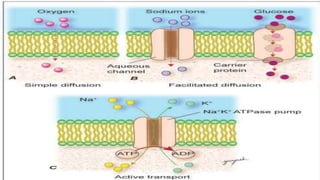 Cell Ultrastructure (1).pptx