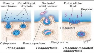 Cell Ultrastructure (1).pptx