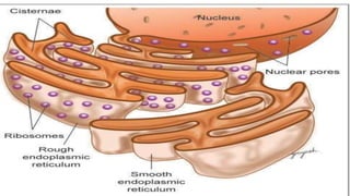 Cell Ultrastructure (1).pptx