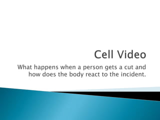 Cell Video What happens when a person gets a cut and how does the body react to the incident. 
