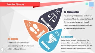 · Creative Bioarray
03 Measure
As the binding of SRB is stoichiometric, the
amount of dye extracted from stained cells can
be used as a proxy for cell mass directly, and the
amount of bound dye is proportional to the cell
mass.
01 Binding
SBR bind to basic amino-acid
residues components of cells under
mildly acidic conditions.
02 Dissociation
The binding will dissociate under basic
conditions.Thus, the amount of bound
dye can be used as a proxy for cell
mass, which can then be extrapolated
to measure cell proliferation.
Dissociation
02
Binding
01
M
easure
03
 