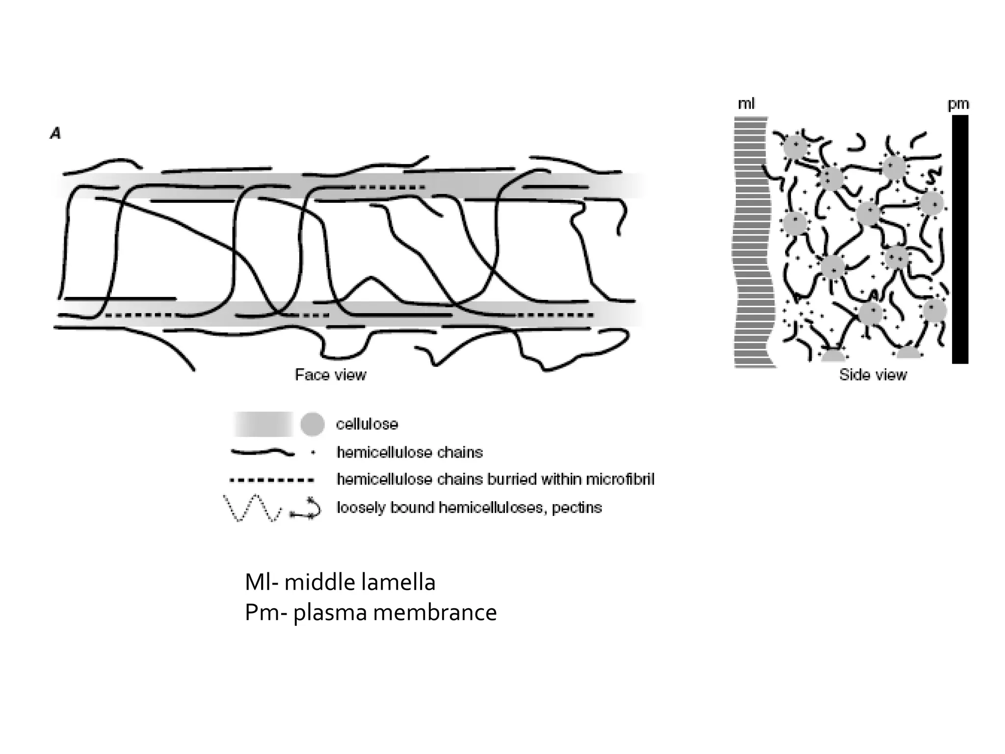 Ml- middle lamellaPm- plasma membrance