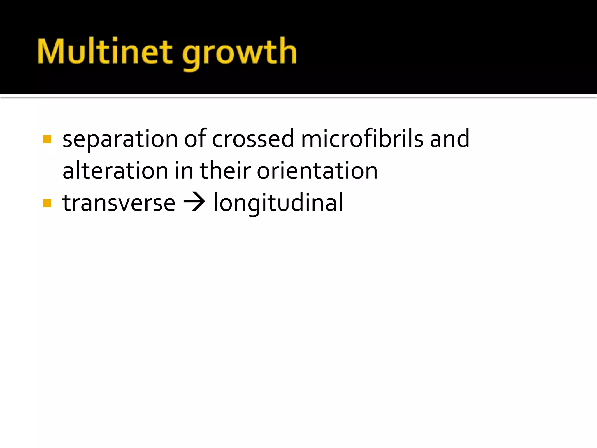 Multinet growthseparation of crossed microfibrils and alteration in their orientationtransverse  longitudinal