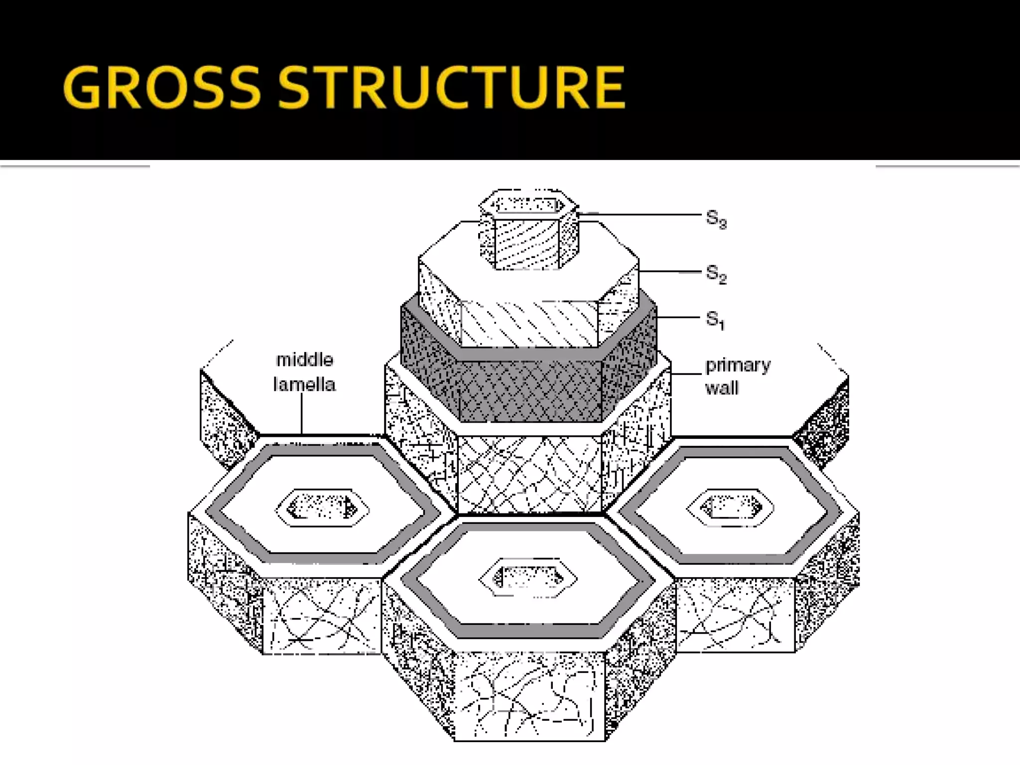 GROSS STRUCTURE