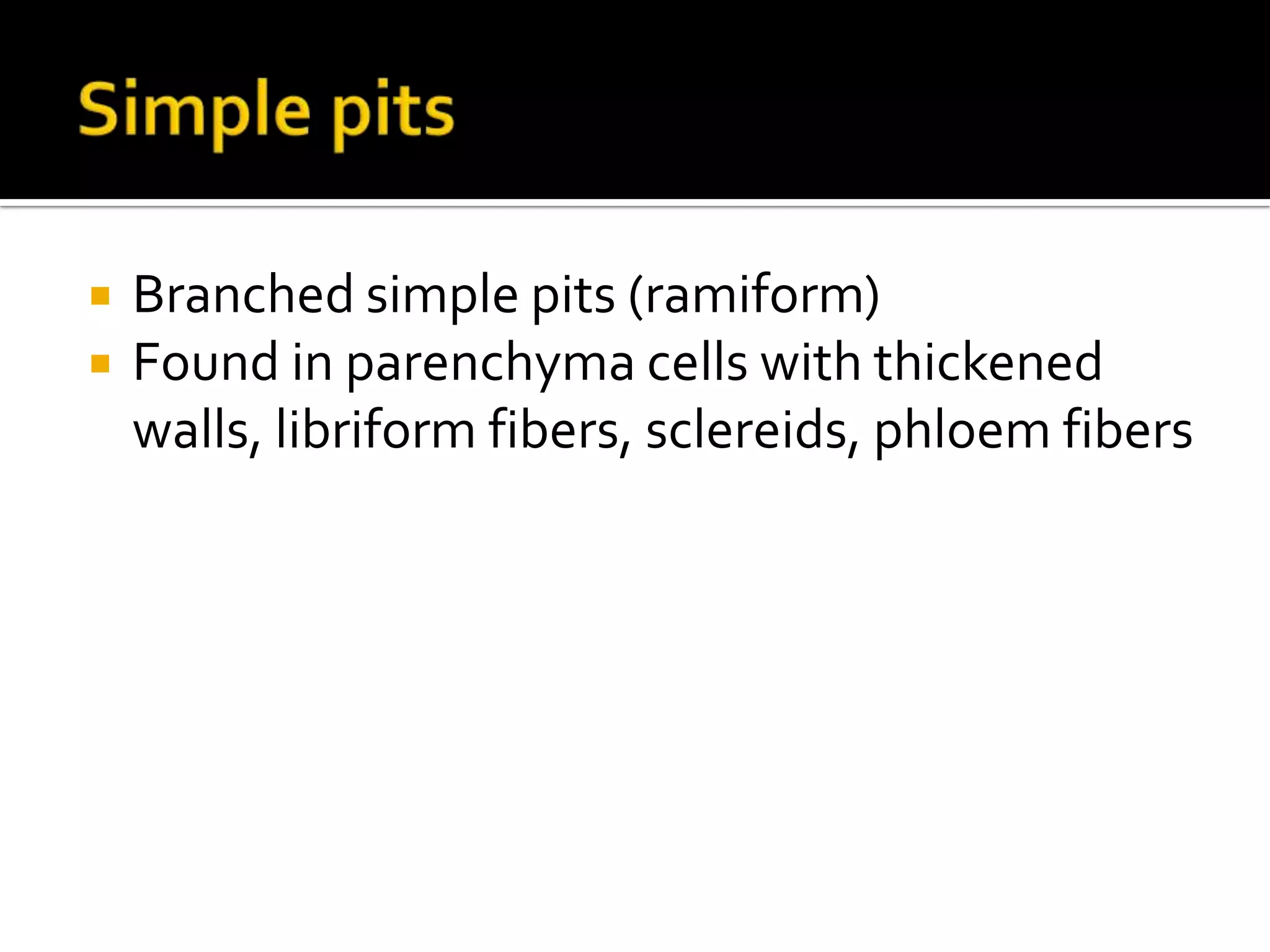 Simple pitsBranched simple pits (ramiform)Found in parenchyma cells with thickened walls, libriform fibers, sclereids, phloem fibers