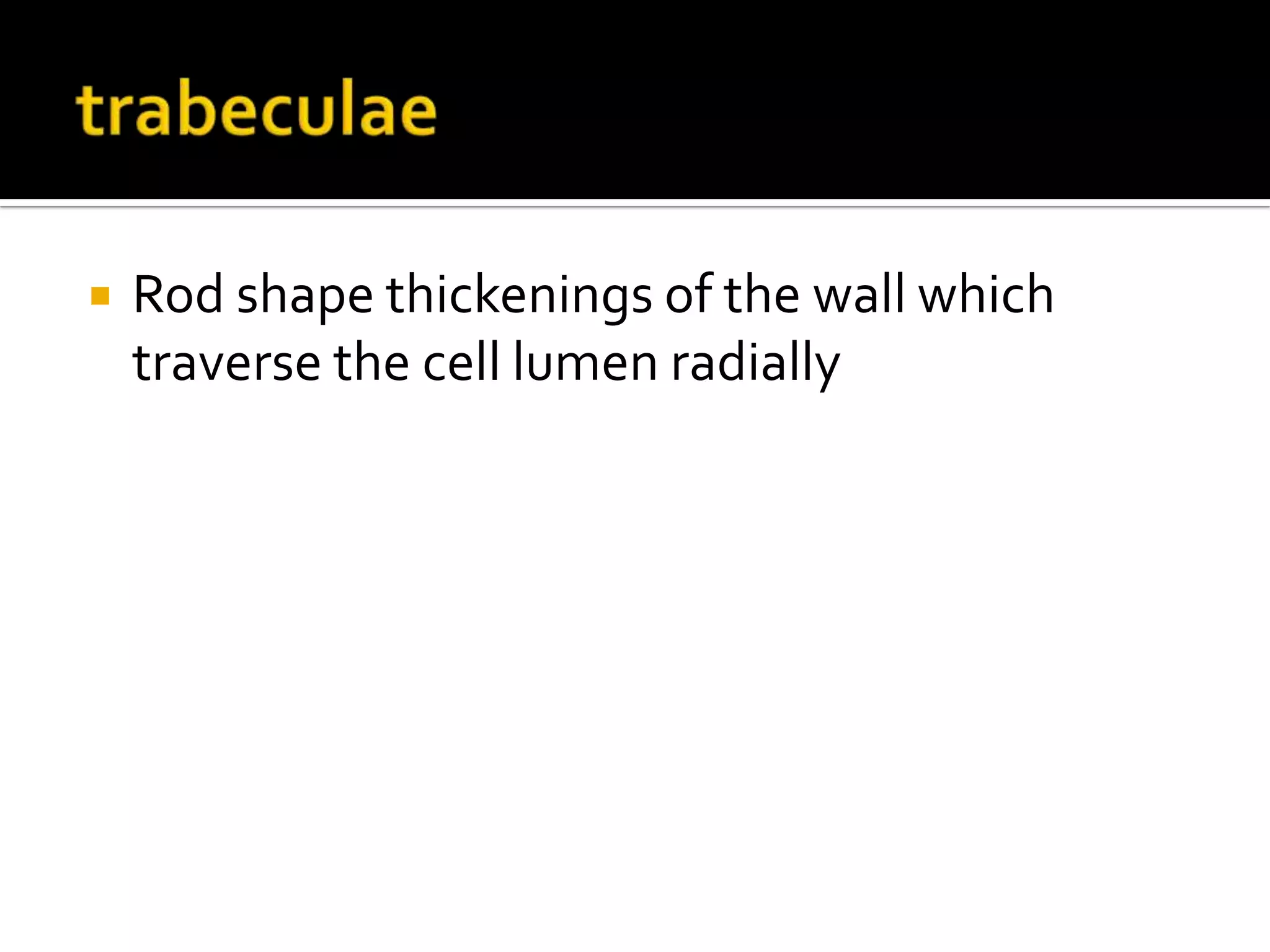 trabeculaeRod shape thickenings of the wall which traverse the cell lumen radially