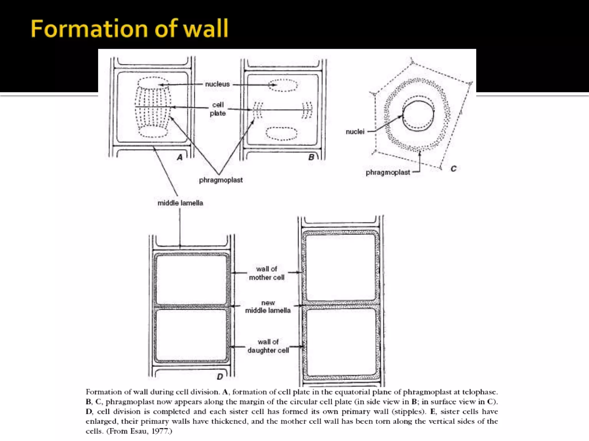 Formation of wall