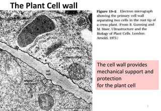 The Plant Cell wall
1
The cell wall provides
mechanical support and
protection
for the plant cell
 