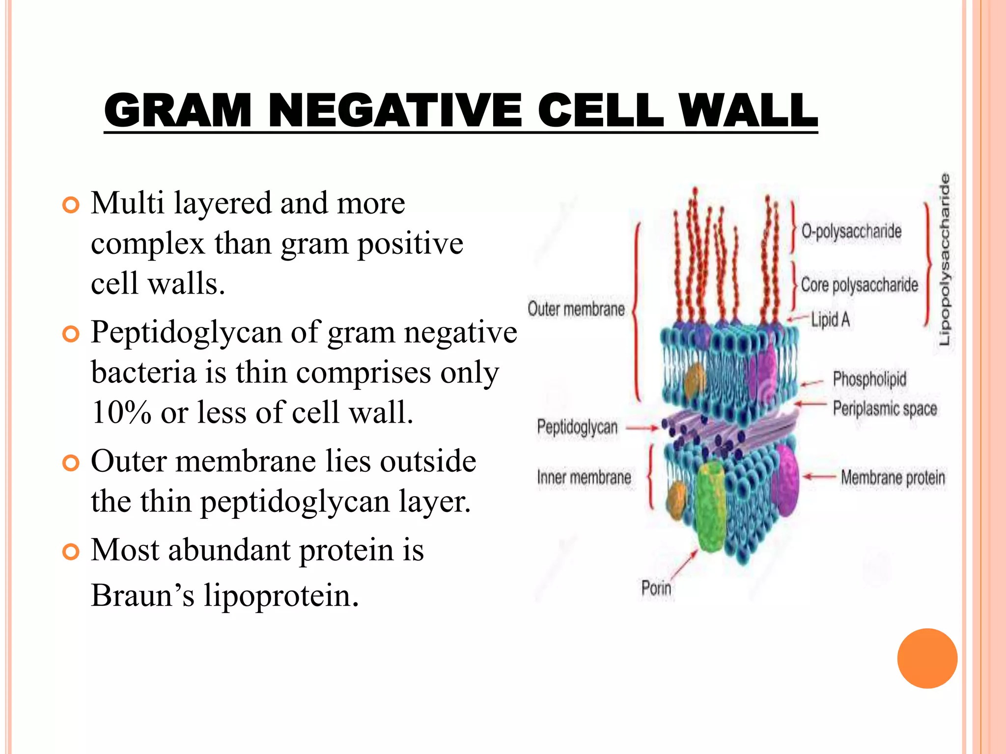 Cell wall structure and function | PPTX | Biological Sciences | Science