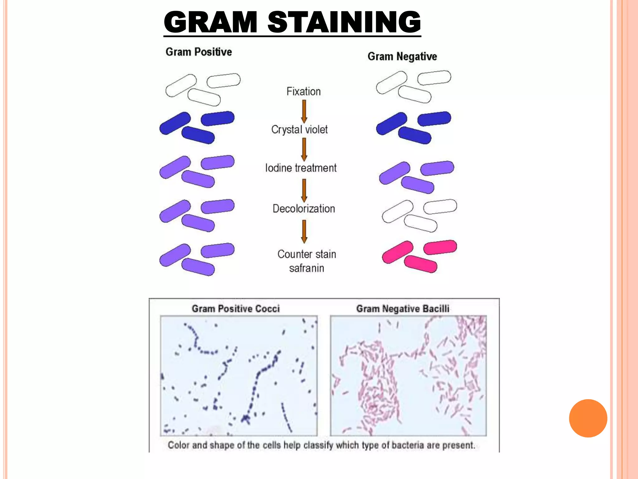 GRAM STAINING
 