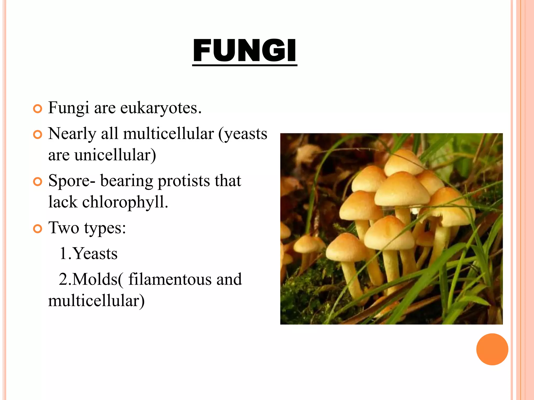 FUNGI
 Fungi are eukaryotes.
 Nearly all multicellular (yeasts
are unicellular)
 Spore- bearing protists that
lack chlorophyll.
 Two types:
1.Yeasts
2.Molds( filamentous and
multicellular)
 