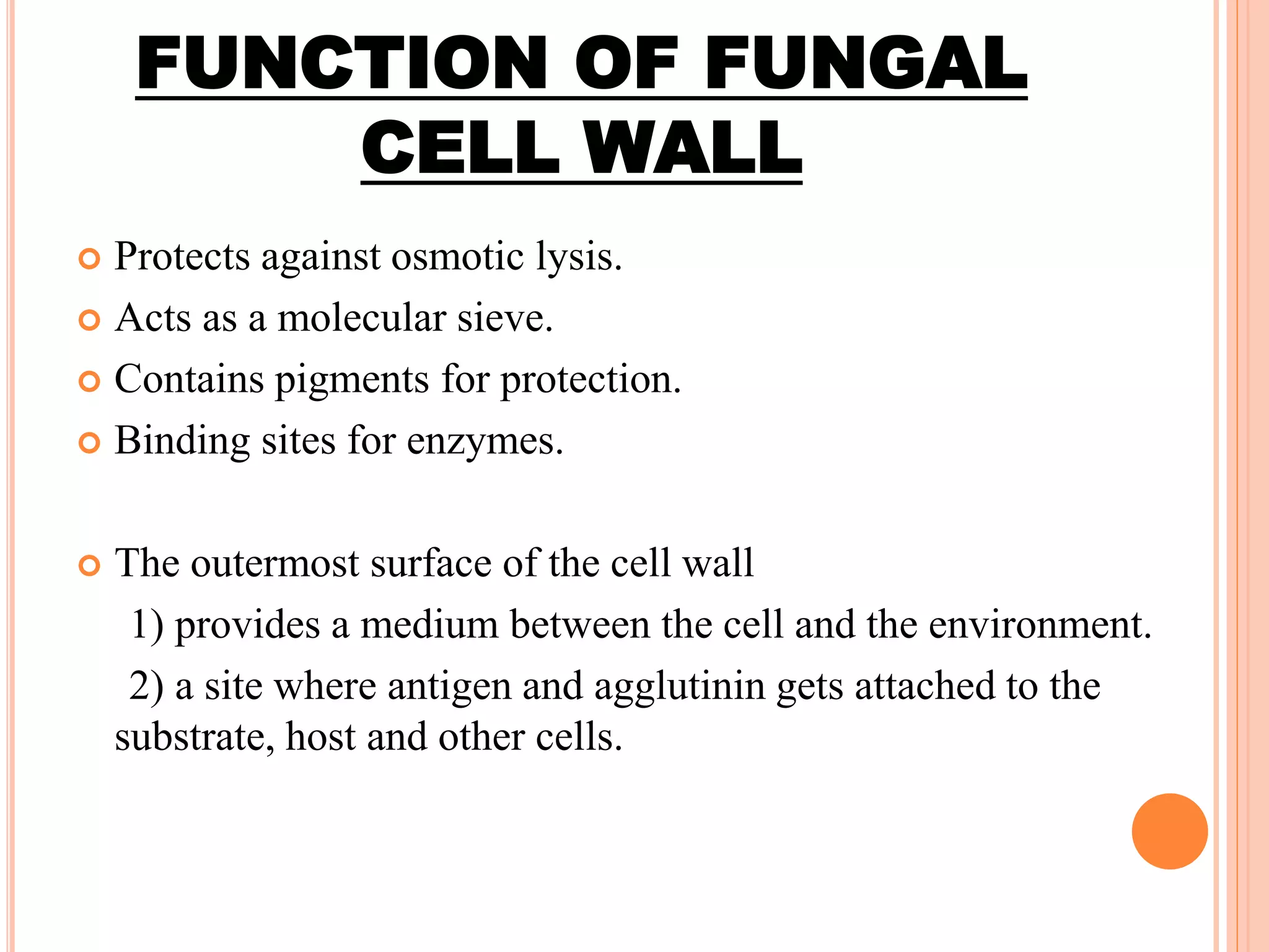 FUNCTION OF FUNGAL
CELL WALL
 Protects against osmotic lysis.
 Acts as a molecular sieve.
 Contains pigments for protection.
 Binding sites for enzymes.
 The outermost surface of the cell wall
1) provides a medium between the cell and the environment.
2) a site where antigen and agglutinin gets attached to the
substrate, host and other cells.
 