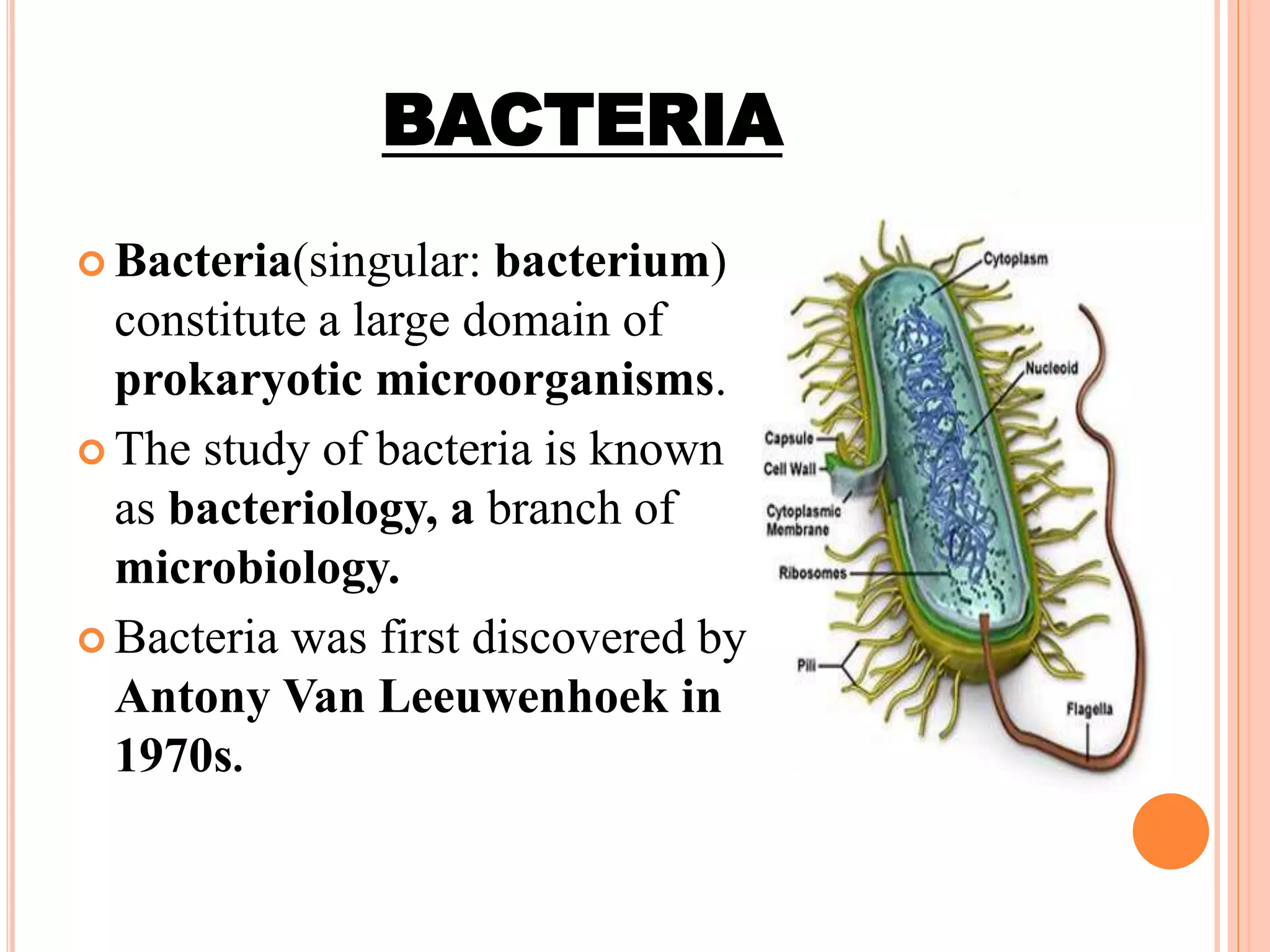 BACTERIA
 Bacteria(singular: bacterium)
constitute a large domain of
prokaryotic microorganisms.
 The study of bacteria is known
as bacteriology, a branch of
microbiology.
 Bacteria was first discovered by
Antony Van Leeuwenhoek in
1970s.
 
