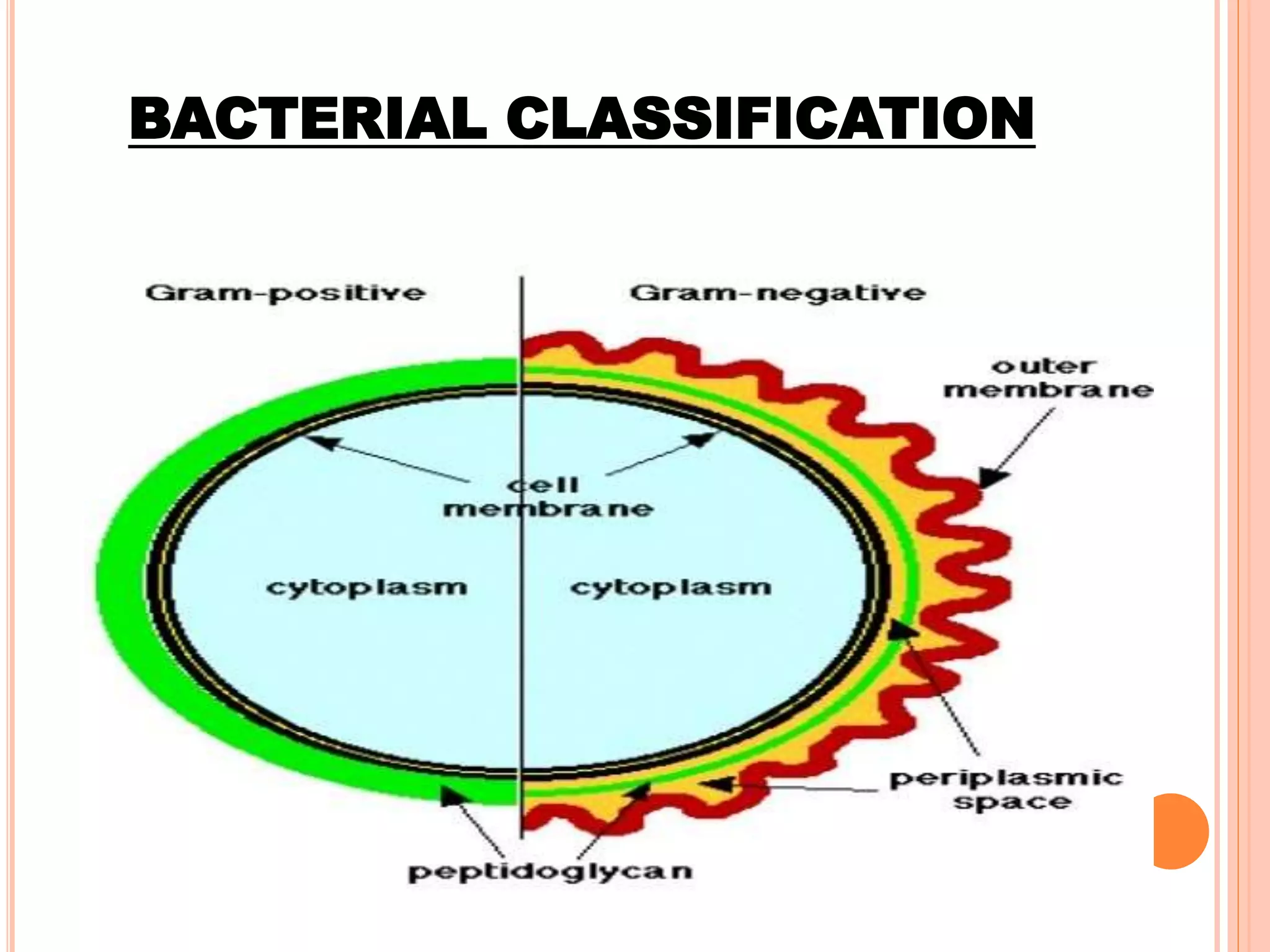 BACTERIAL CLASSIFICATION
 