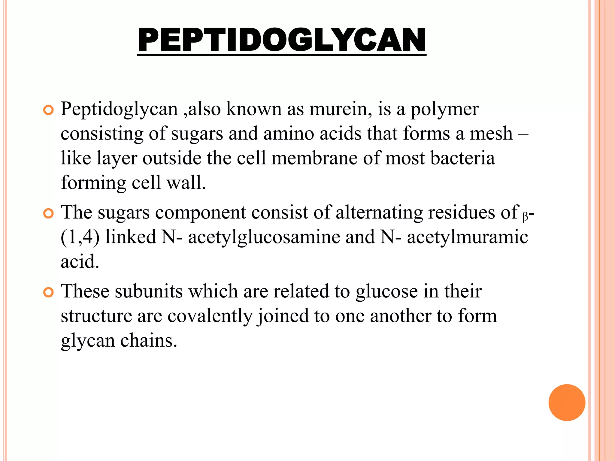 PEPTIDOGLYCAN
 Peptidoglycan ,also known as murein, is a polymer
consisting of sugars and amino acids that forms a mesh –
like layer outside the cell membrane of most bacteria
forming cell wall.
 The sugars component consist of alternating residues of ᵦ-
(1,4) linked N- acetylglucosamine and N- acetylmuramic
acid.
 These subunits which are related to glucose in their
structure are covalently joined to one another to form
glycan chains.
 