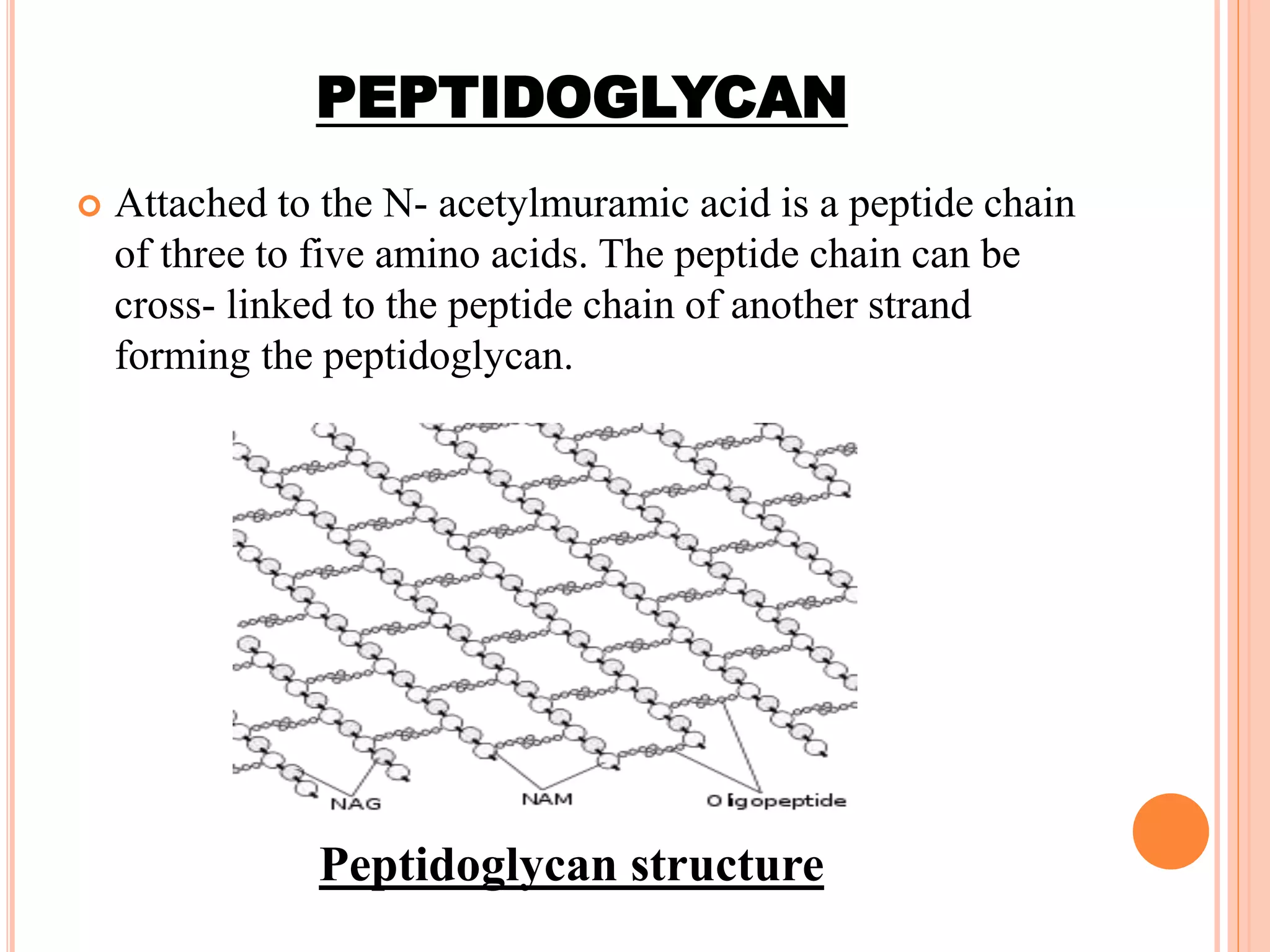 PEPTIDOGLYCAN
 Attached to the N- acetylmuramic acid is a peptide chain
of three to five amino acids. The peptide chain can be
cross- linked to the peptide chain of another strand
forming the peptidoglycan.
Peptidoglycan structure
 