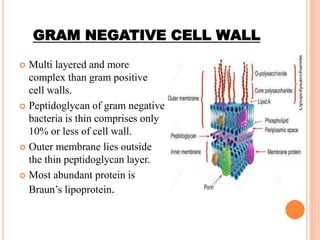 GRAM NEGATIVE CELL WALL
 Multi layered and more
complex than gram positive
cell walls.
 Peptidoglycan of gram negative
bacteria is thin comprises only
10% or less of cell wall.
 Outer membrane lies outside
the thin peptidoglycan layer.
 Most abundant protein is
Braun’s lipoprotein.
 
