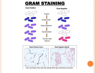 GRAM STAINING
 