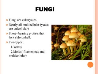 FUNGI
 Fungi are eukaryotes.
 Nearly all multicellular (yeasts
are unicellular)
 Spore- bearing protists that
lack chlorophyll.
 Two types:
1.Yeasts
2.Molds( filamentous and
multicellular)
 