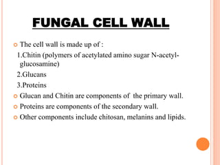 FUNGAL CELL WALL
 The cell wall is made up of :
1.Chitin (polymers of acetylated amino sugar N-acetyl-
glucosamine)
2.Glucans
3.Proteins
 Glucan and Chitin are components of the primary wall.
 Proteins are components of the secondary wall.
 Other components include chitosan, melanins and lipids.
 