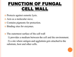 FUNCTION OF FUNGAL
CELL WALL
 Protects against osmotic lysis.
 Acts as a molecular sieve.
 Contains pigments for protection.
 Binding sites for enzymes.
 The outermost surface of the cell wall
1) provides a medium between the cell and the environment.
2) a site where antigen and agglutinin gets attached to the
substrate, host and other cells.
 