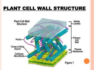 PLANT CELL WALL STRUCTURE
 