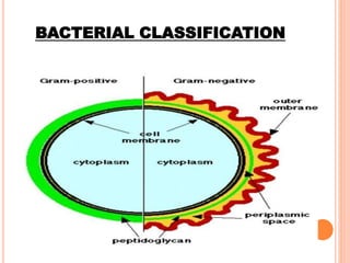 BACTERIAL CLASSIFICATION
 