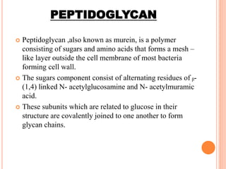 PEPTIDOGLYCAN
 Peptidoglycan ,also known as murein, is a polymer
consisting of sugars and amino acids that forms a mesh –
like layer outside the cell membrane of most bacteria
forming cell wall.
 The sugars component consist of alternating residues of ᵦ-
(1,4) linked N- acetylglucosamine and N- acetylmuramic
acid.
 These subunits which are related to glucose in their
structure are covalently joined to one another to form
glycan chains.
 