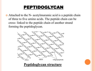 PEPTIDOGLYCAN
 Attached to the N- acetylmuramic acid is a peptide chain
of three to five amino acids. The peptide chain can be
cross- linked to the peptide chain of another strand
forming the peptidoglycan.
Peptidoglycan structure
 