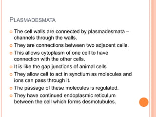 PLASMADESMATA
 The cell walls are connected by plasmadesmata –
channels through the walls.
 They are connections between two adjacent cells.
 This allows cytoplasm of one cell to have
connection with the other cells.
 It is like the gap junctions of animal cells
 They allow cell to act in synctium as molecules and
ions can pass through it.
 The passage of these molecules is regulated.
 They have continued endoplasmic reticulum
between the cell which forms desmotubules.
 