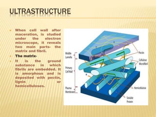 ULTRASTRUCTURE
 When cell wall after
maceration, is studied
under the electron
microscope, it reveals
two main parts- the
matrix and fibril.
 The matrix-
 It is the ground
substance in which
fibrils are embedded. It
is amorphous and is
deposited with pectin,
lignin or
hemicelluloses.
 